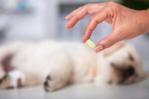 Spilled pill bottle near a dog with a warning sign for pet safety.