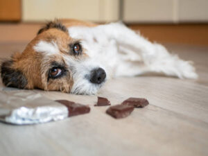 Dog avoiding toxic chocolate bar on a table for pet safety.