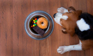 Sugar-free gum with xylitol labeled as toxic for dogs.