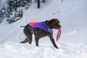 Dog playing fetch in the snow with a winter coat to stay active."
