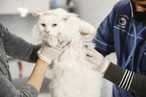 Veterinarian conducting a winter health check for a cat.