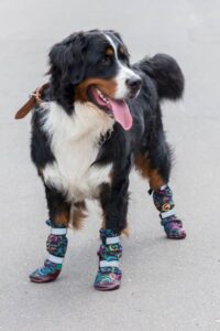 Dog wearing protective booties in snow for winter paw care.
