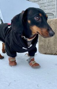 Dog wearing protective booties in snow for winter paw care.