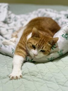 Cat staying warm indoors on a cozy blanket during winter.