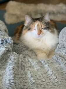 Cat staying warm indoors on a cozy blanket during winter.