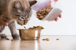 Healthy winter diet for pets, including protein-rich food and fresh water.