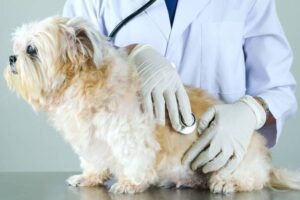 Veterinarian conducting a winter health check for a dog.